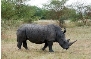 Картинки по запросу носоріг
